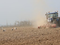 004_Landwirtschaft &amp; Störche